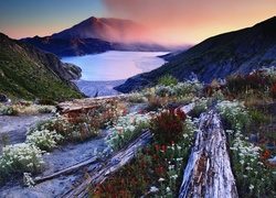 Stany Zjednoczone, Stan Waszyngton, Jezioro Spirit, Góry Stratowulkan Mount St. Helens, Kwiaty, Kłody