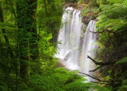 Widok na wodospad Russell Falls w Parku Narodowym Mount Field