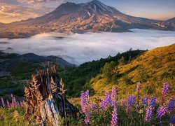 Góry Kaskadowe, Wulkan, Mount St Helens, Łubin, Mgła, Chmury, Stan Waszyngton, Stany Zjednoczone