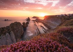 Skały, Kwiaty, Wschód słońca, Morze, Wybrzeże Costa Quebrada, Kantabria, Hiszpania