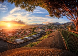 Portugalia, Wyspa Madera, Wybrzeże, Wschód słońca, Drzewo