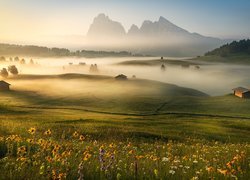 Łąka, Kwiaty, Poranna, Mgła, Płaskowyż Seiser Alm, Góry, Dolomity, Włochy