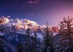 Widok na zaśnieżone Dolomity i świerki