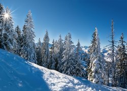 Widok na zaśnieżone drzewa w słońcu