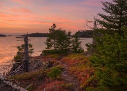 Zatoka, Cobscook Bay, Jezioro, Drzewa, Świerki, Kolorowa, Roślinność, Zachód słońca, Stan Maine, Stany Zjednoczone