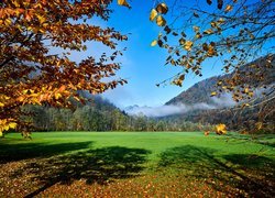 Widok spoza jesiennych drzew na łąkę i góry we mgle