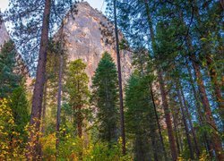 Widok spoza sosen na szczyty w Parku Narodowym Yosemite