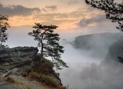 Poranek, Skała, Drzewa, Sosny, Mgła, Park Narodowy Saskiej Szwajcarii, Powiat Sachsische Schweiz-Osterzgebirge, Niemcy