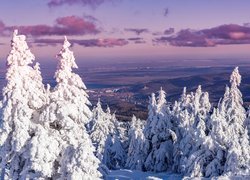 Niemcy, Saksonia-Anhalt, Miasto Wernigerode, Zima, Śnieg, Drzewa, Świerki, Góry