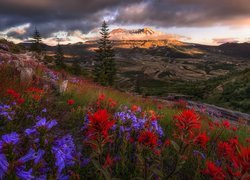 Góry Kaskadowe, Góra, Wulkan, Mount St Helens, Łąka, Kwiaty, Chmury, Stan Waszyngton, Stany Zjednoczone