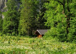 Widok z łąki na dom i las