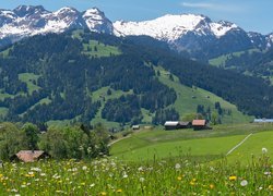 Domy, Dolina, Łąka, Alpy, Góry, Alpy, Oberland Berneński, Kanton Berno, Szwajcaria