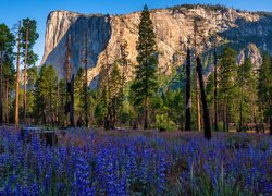 Stany Zjednoczone, Kalifornia, Park Narodowy Yosemite, Drzewa, Góra, El Capitan, Skała, Kwiaty