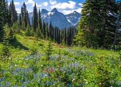 Widok z łąki na drzewa i góry w oddali Parku Narodowego Mount Rainier