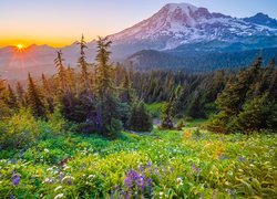 Widok z łąki na drzewa i góry w Parku Narodowym Mount Rainier