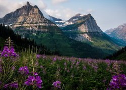 Góry Lewis Range, Góra Oberlin, Łąka, Kwiaty, Stan Montana, Stany Zjednoczone