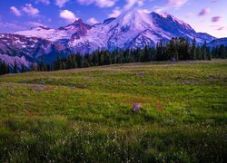 Stany Zjednoczone, Stan Waszyngton, Park Narodowy Mount Rainier, Góry, Łąka, Kwiaty, Polne, Chmury