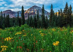 Stany Zjednoczone, Kolorado, San Juan Mountains, Hesperus Peak, Łąka, Kwiaty, Drzewa, Góry, Chmury