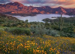 Góry, Jezioro, Bartlett Lake, Łąka, Roślinność, Kwiaty, Kaktusy, Arizona, Stany Zjednoczone