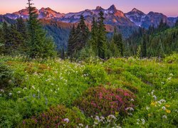 Park Narodowy Mount Rainier, Góry, Tatoosh Range, Łąka, Kwiaty, Drzewa, Stan Waszyngton, Stany Zjednoczone