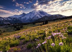 Góry, Stratowulkan, Mount Rainier, Drzewa, Dolina, Łąka, Kwiaty, Park Narodowy Mount Rainier, Stan Waszyngton, Stany Zjednoczone