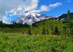 Widok z łąki na ośnieżony szczyt Mount Rainier