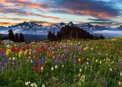 Chmury, Góry Tatoosh Range, Drzewa, Lato, Łąka, Kwiaty, Zachód słońca, Park Narodowy Mount Rainier, Stan Waszyngton, Stany Zjednoczone