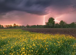 Widok z łąki na pioruny nad drzewami