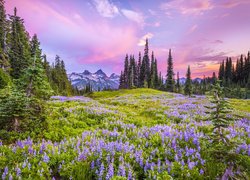 Widok z łąki na stratowulkan Mount Rainier za drzewami