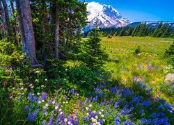 Łąka, Stratowulkan Mount Rainier, Park Narodowy Mount Rainier, Góry, Niebieskie, Kwiaty, Łubin, Drzewa, Stan Waszyngton, Stany Zjednoczone