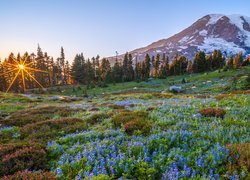 Park Narodowy Mount Rainier, Góra, Szczyt, Mount Rainier, Stan Waszyngton, Stany Zjednoczone, Kwiaty, Łąka, Promienie słońca