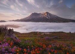 Góra, Góry Kaskadowe, Wulkan Mount St Helens, Drzewa, Łąka, Kwiaty, Castilleja, Wschód słońca, Stan Waszyngton, Stany Zjednoczone