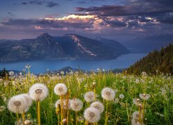 Szwajcaria, Kanton Berno, Alpy, Lake Thun, Thunersee, Góry, Jezioro, Łąka, Kwiaty, Mniszek lekarski, Dmuchawce, Polana, Las, Drzewa, Chmury