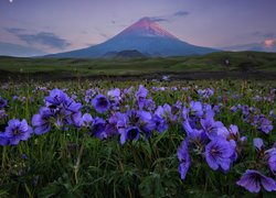 Widok z łąki pokrytej niebieskimi kwiatami na wulkan Kluczewska Sopka