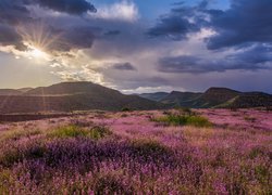 Łąka, Góry, Chmury, Słońce, Wzgórza, Clarkdale, Arizona, Stany Zjednoczone