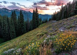 Stany Zjednoczone, Kolorado, Góry, Las, Gunnison National Forest, Drzewa, Polana, Kwiaty