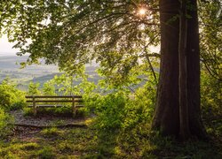 Widok z ławki pod drzewami na wzgórzu na winnice Kaiserstuhl