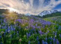 Widok z łubinowej łąki na górę Mount Rainier