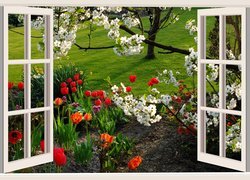 Okno, Ogród, Drzewa, Kwitnące, Kwiaty, Tulipany, Trawa, Wiosna