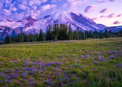 Stany Zjednoczone, Stan Waszyngton, Park Narodowy Mount Rainier, Góry, Łąka, Kwiaty, Chmury