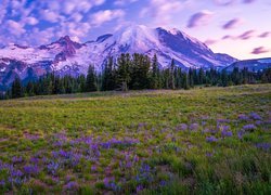 Stany Zjednoczone, Stan Waszyngton, Park Narodowy Mount Rainier, Góry, Łąka, Kwiaty, Chmury