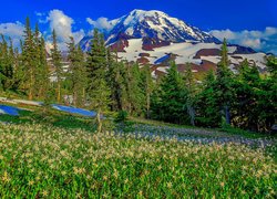 Widok z okwieconej łąki na stratowulkan Mount Rainier