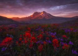 Góry Kaskadowe, Góra, Wulkan, Mount St Helens, Drzewa, Łąka, Kwiaty, Castilleja, Zachód słońca, Stan Waszyngton, Stany Zjednoczone