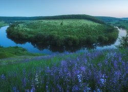 Rzeka, Krasivaya Mecha, Meander, Łąka, Fioletowe, Kwiaty, Obwód tulski, Rosja