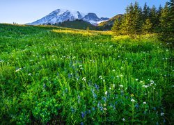 Widok z ukwieconej łąki na ośnieżony stratowulkan Mount Rainier