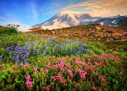 Stany Zjednoczone, Stan Waszyngton, Stratowulkan Mount Rainier, Góry Kaskadowe, Kwiaty, Łąka, Kamienie