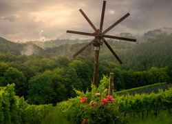 Drzewa, Wzgórza, Pole, Winnice, Kwiaty Róże, Styria, Austria