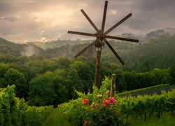 Drzewa, Wzgórza, Pole, Winnice, Kwiaty Róże, Styria, Austria