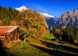Szwajcaria, Kanton Berno, Dom, Wieś Grindelwald, Góry, Alpy Berneńskie, Drzewa, Droga, Jesień