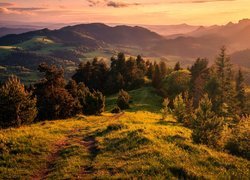 Polska, Góry, Małe Pieniny, Polana, Drzewa